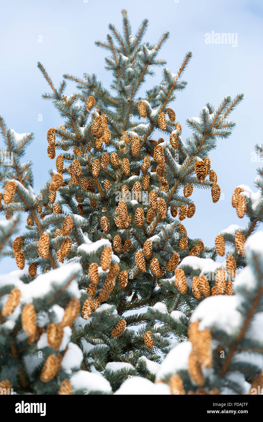 Branches d'épinette bleue avec les cônes en hiver Banque D'Images