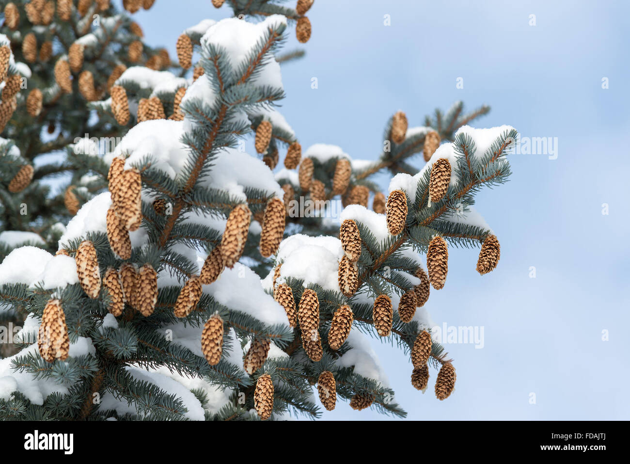 Branches d'épinette bleue avec les cônes en hiver Banque D'Images