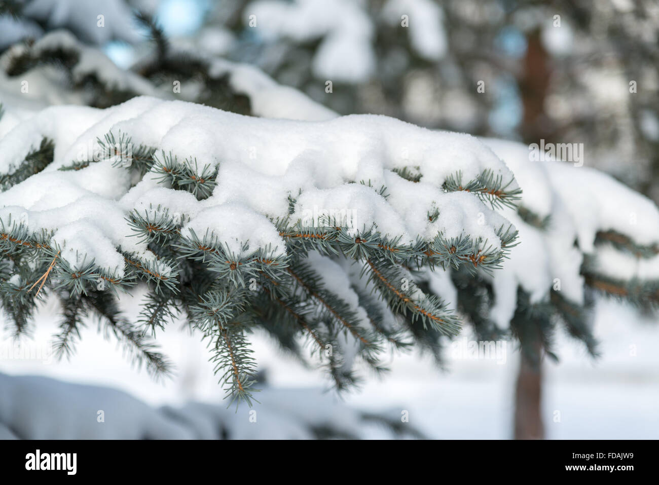 Branches de pin dans la neige au parc Banque D'Images