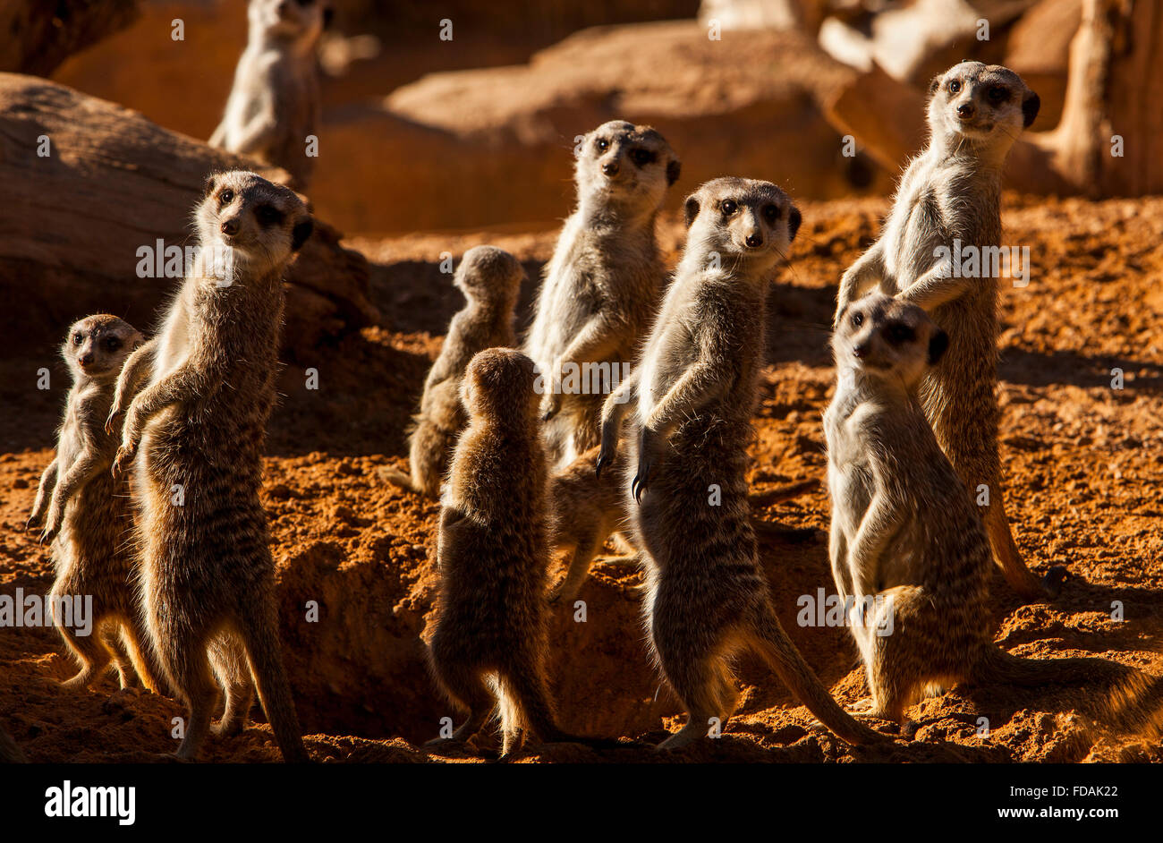 Meerkat ou suricate (Suricata suricatta).Bioparc.Valence, Espagne. Banque D'Images