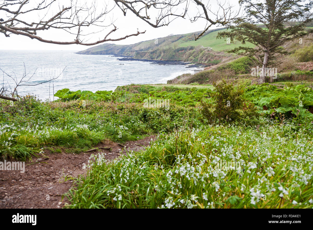 3 poireaux cornés au premier plan à Rosemullion Head sur le sentier de la côte sud-ouest à Nansidwell, Mawnan Smith, Cornwall, Angleterre, Royaume-Uni Banque D'Images