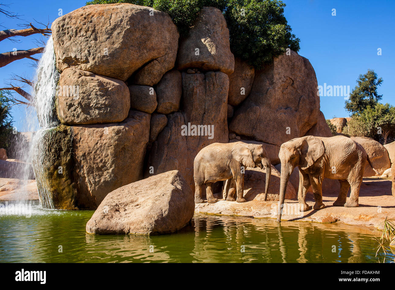 L'éléphant d'Afrique, Loxodonta africana.Bioparc.Valence, Espagne. Banque D'Images