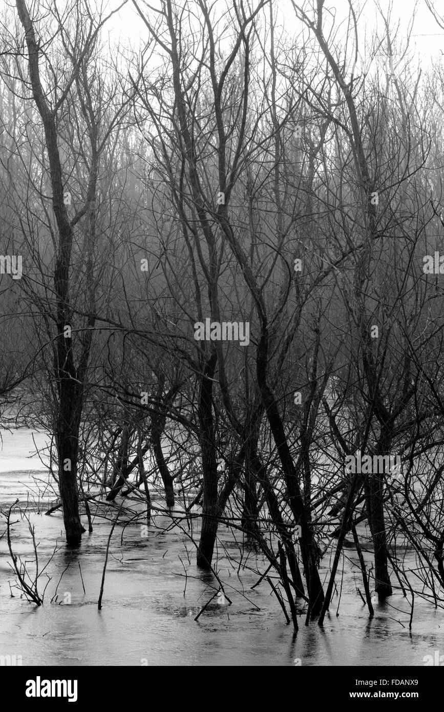 Les arbres dans l'eau du lac gelé Banque D'Images