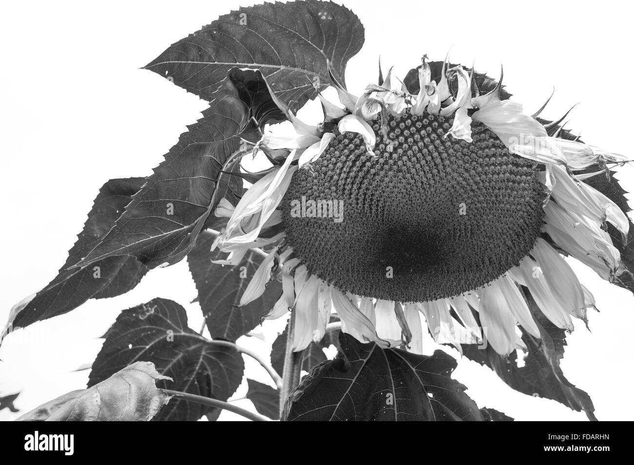 Fleurs de Tournesol noir & blanc Banque D'Images