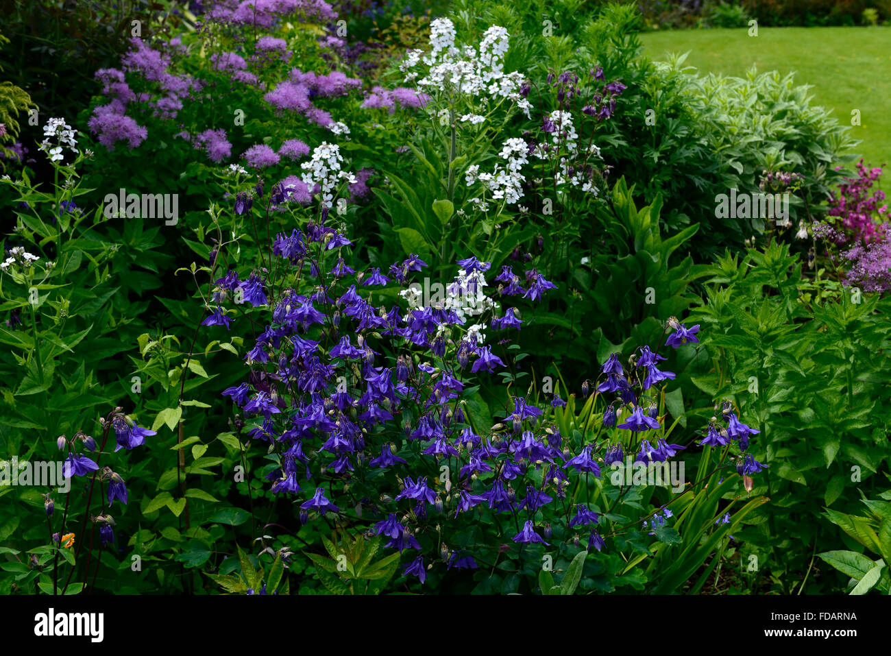 Aquilegia hesperis thalictrum nuage blanc bleu violet usine mixte mix système de plantation jardin floral RM Banque D'Images