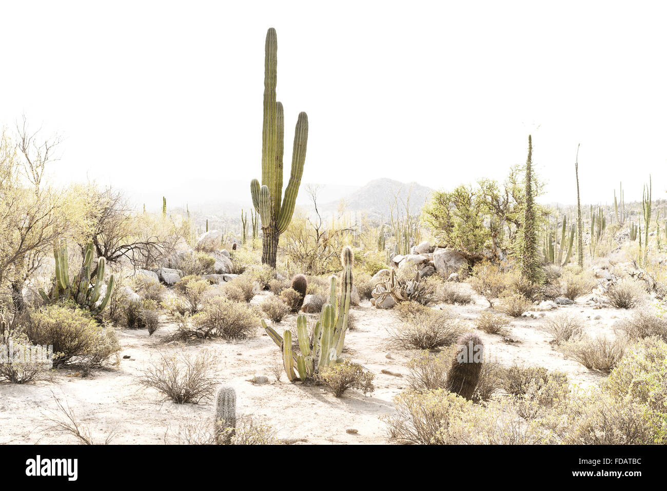 Scène de désert en Basse Californie, Mexique Banque D'Images
