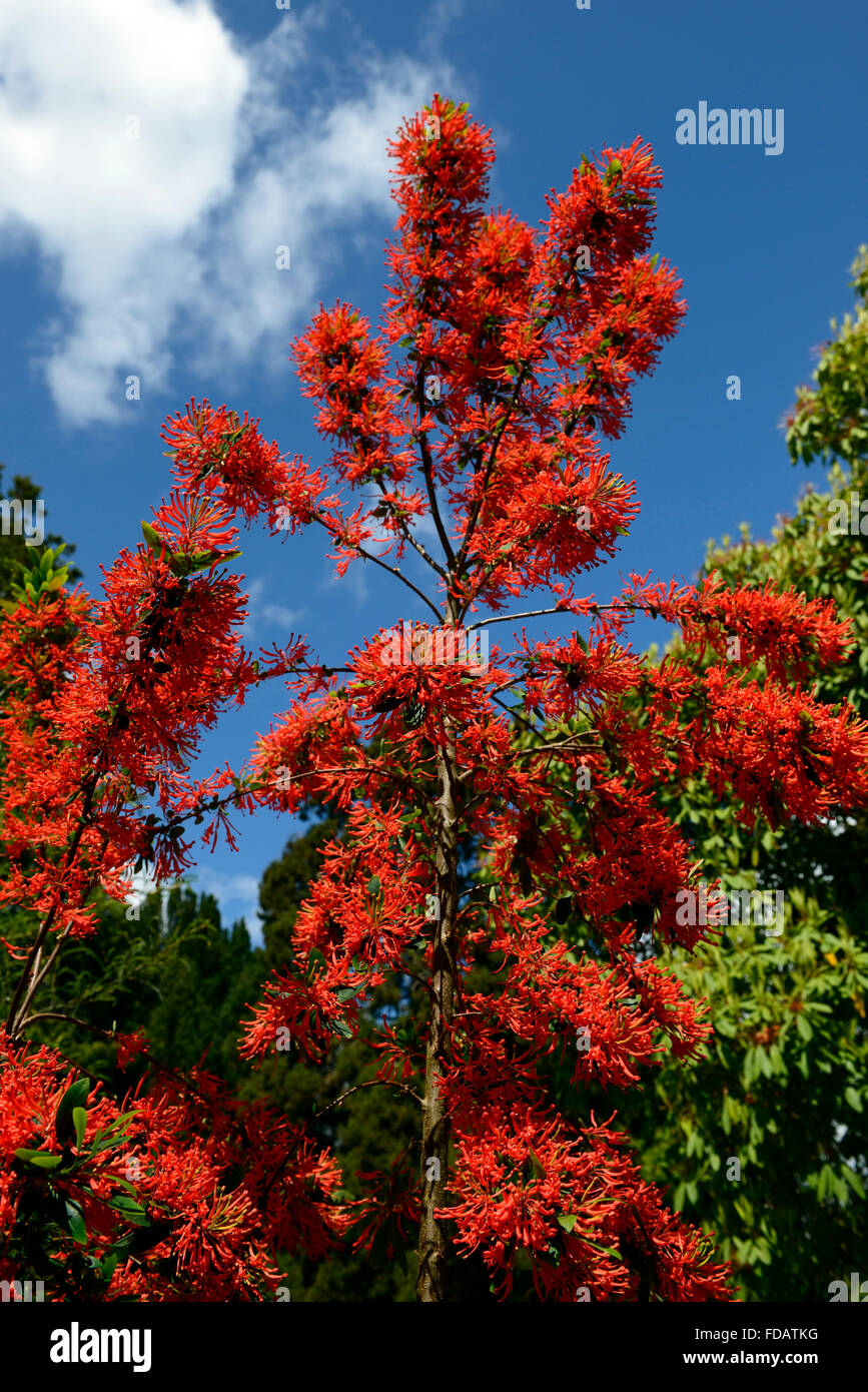 Embothrium coccineum découverte chliean bush feu orange rouge fleurs ...