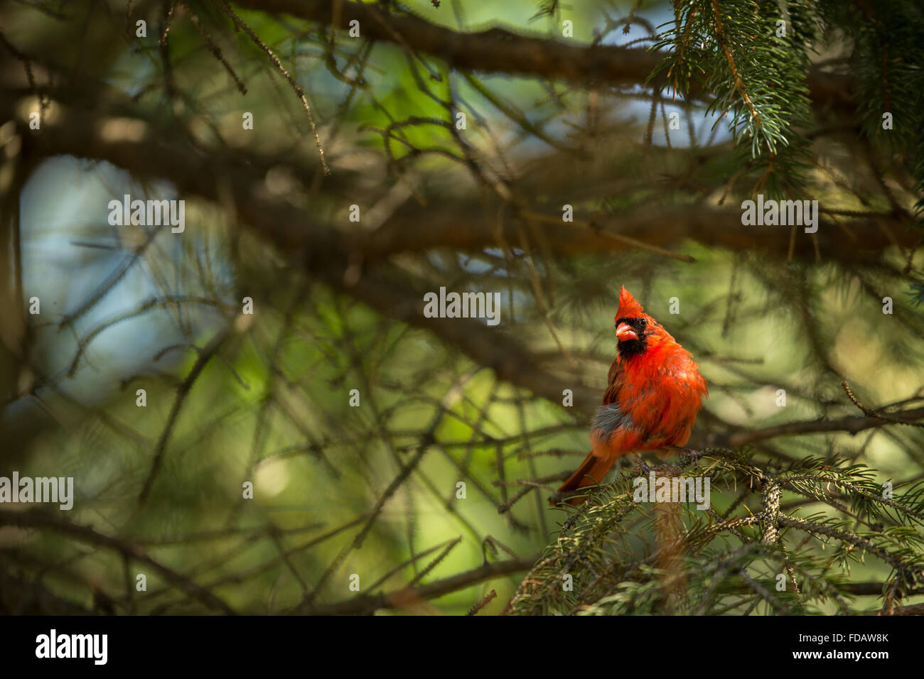 Cardinal rouge (Cardinalis cardinaux) Banque D'Images