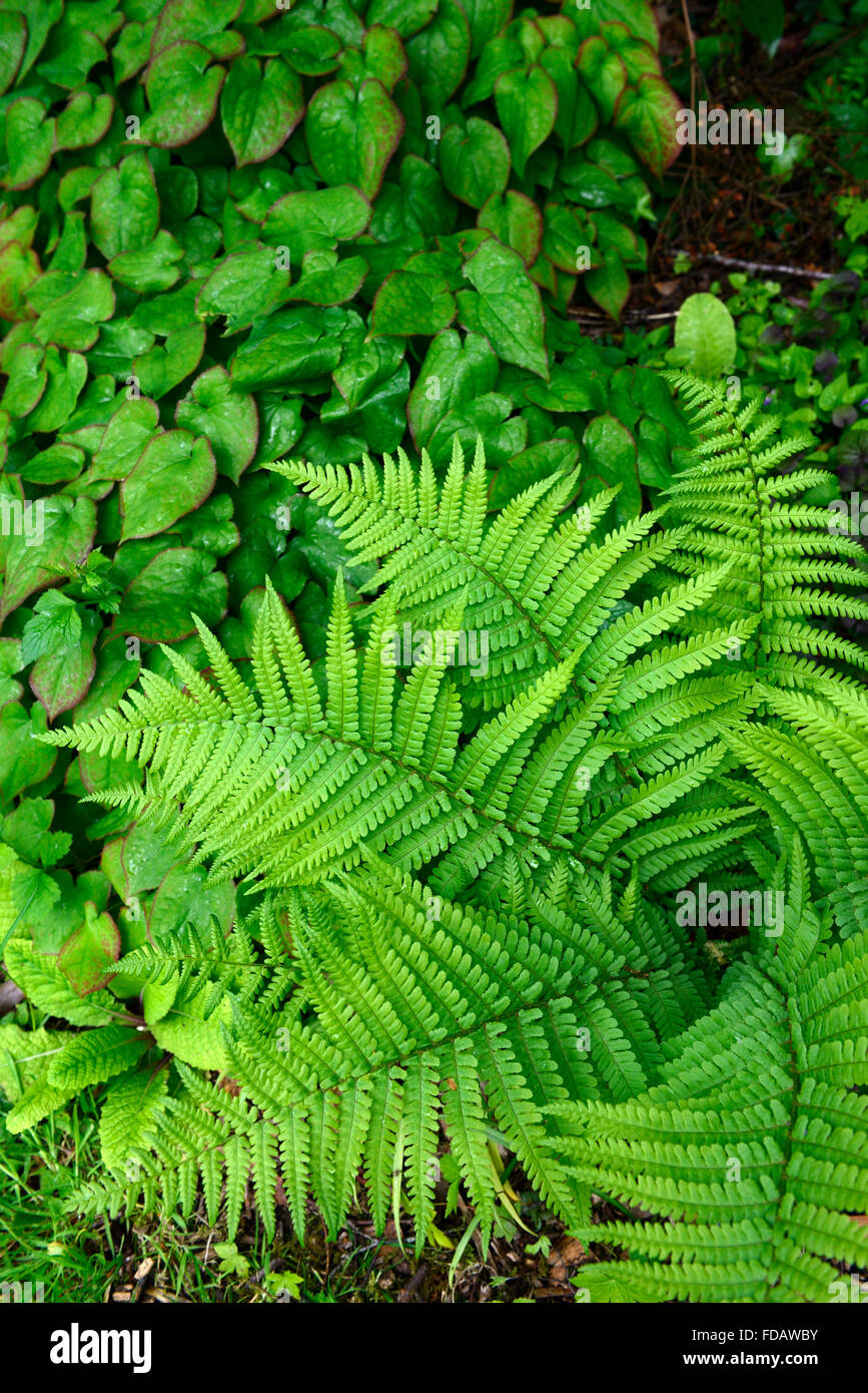 L'épimède Dryopteris filix-mas feuilles vert ombragé ombragé à l'ombre d'ensemencement de plantes couvre-sol vert floral RM Banque D'Images