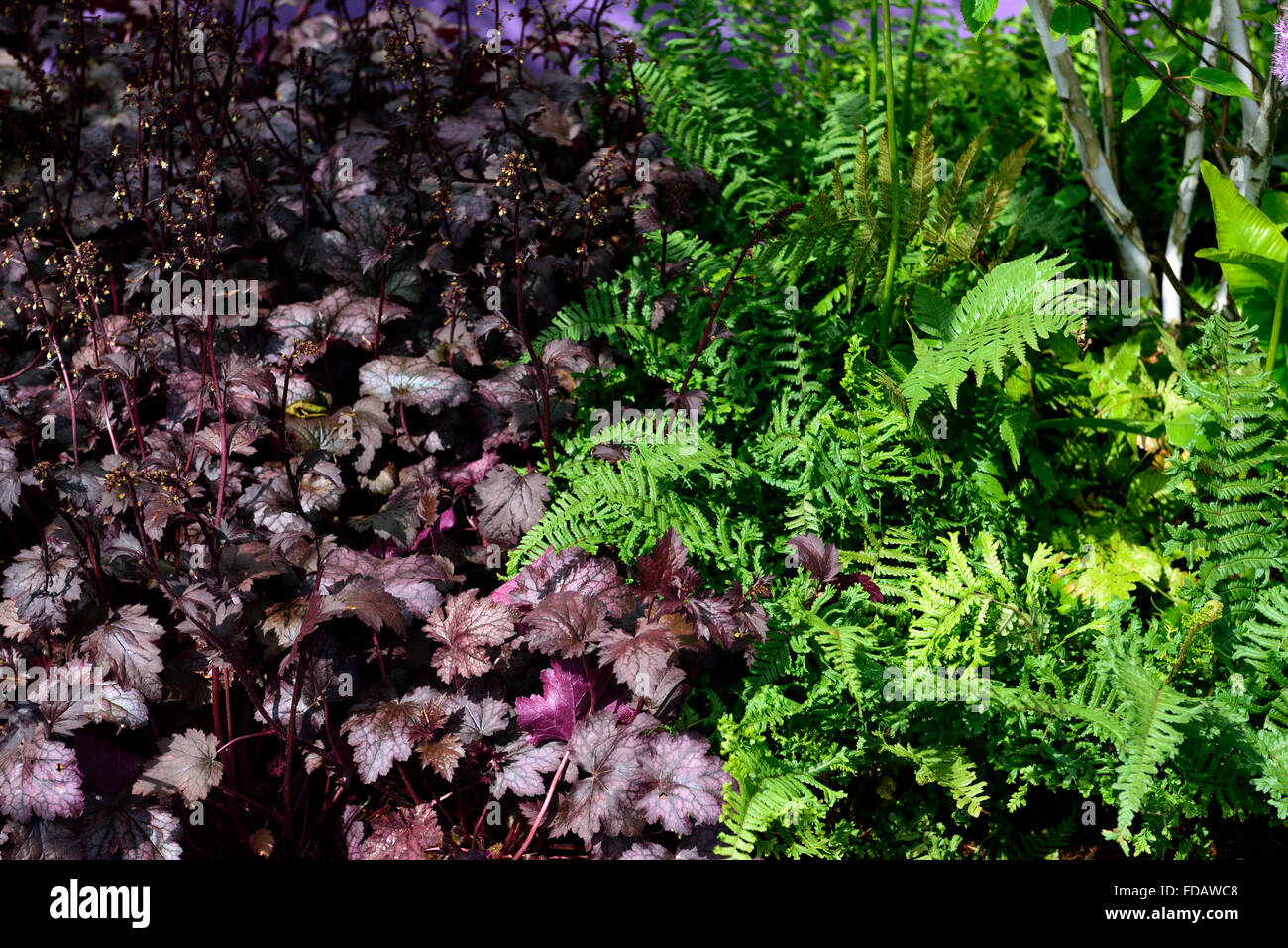 Heucherella dryopteris violet vert feuillage feuilles ombre ombre ombre jardin boisé Floral RM Banque D'Images