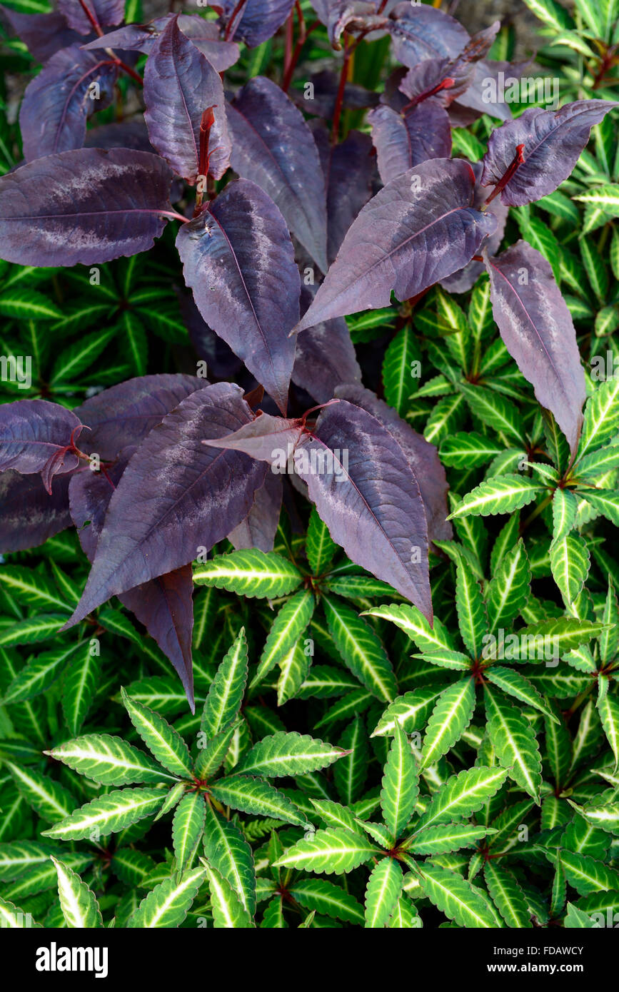 Impatiens omeiana Lysimachia ciliata firecracker violet vert feuilles contre la plantation régime combinaison florale RM Banque D'Images