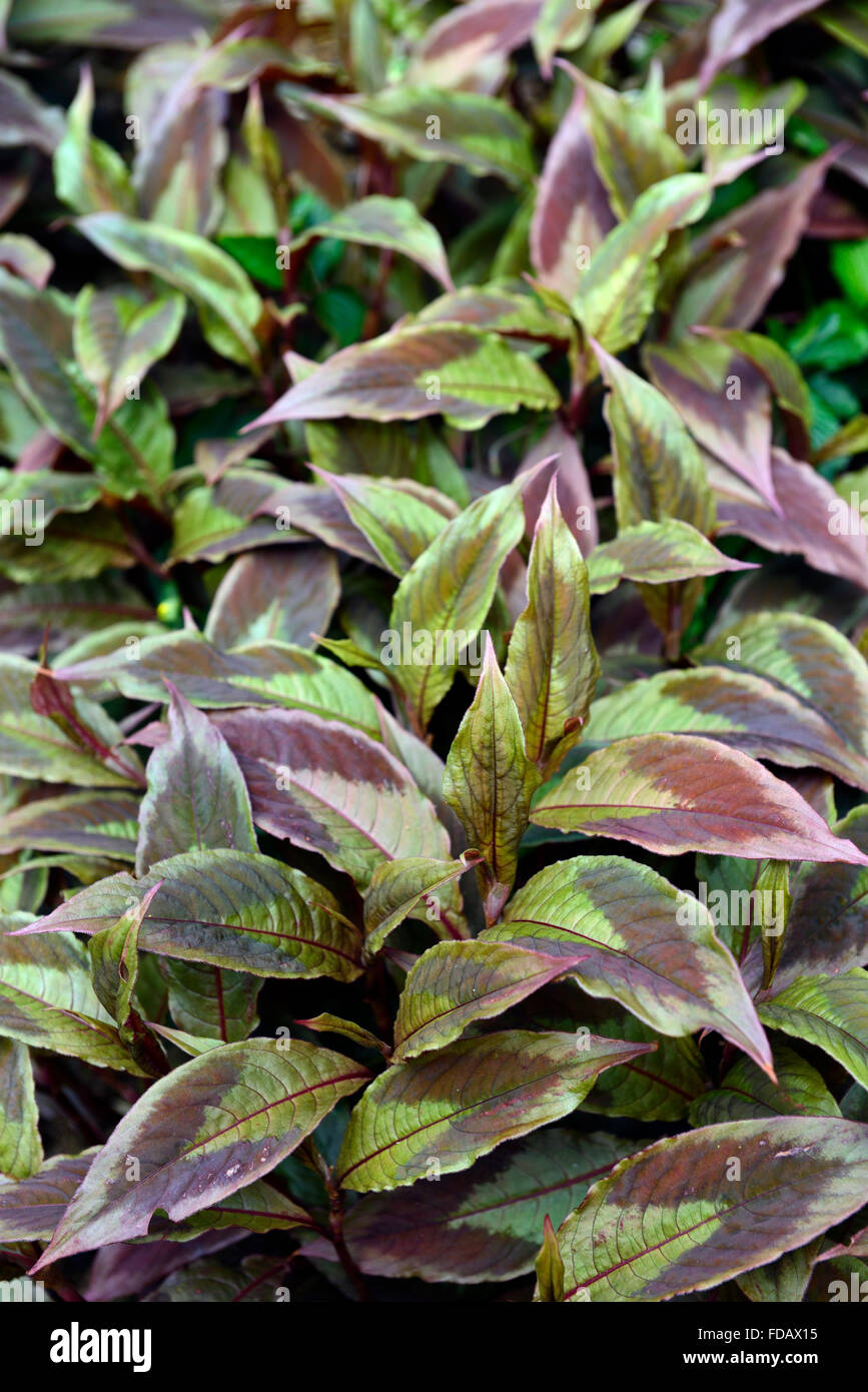Persicaria virginiana var filiformis Compton's former violet vert feuillage à motifs frappant les feuilles des plantes vivaces Banque D'Images