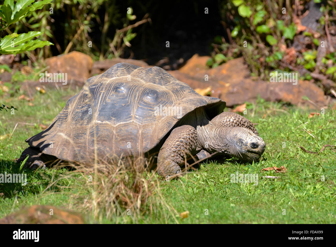 Tortue géante des Galapagos (Chelonoidis nigra) Banque D'Images Tortue géante des Galapagos (Chelonoidis nigra) Banque D'Images