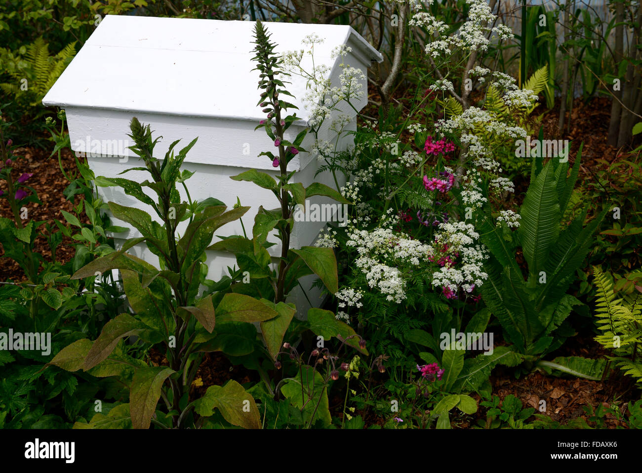 Ruche blanc foxglove cow parsley primula wildlife garden bee friendly pollen nectar plantation jardinage régime riche Floral RM Banque D'Images