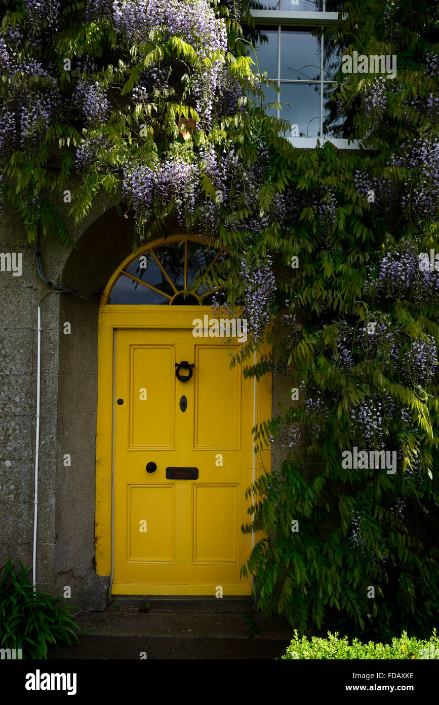 porte avant jaune bleu wisteria fleurs fleur floraison fin printemps Petit été RM Floral Banque D'Images