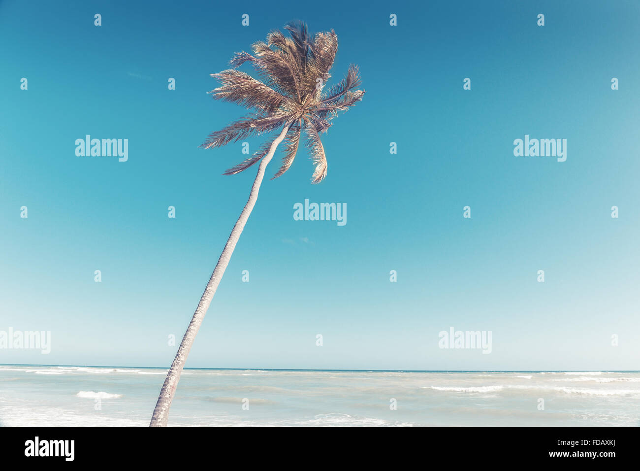 Palmier sur la mer des Caraïbes en République Dominicaine Banque D'Images