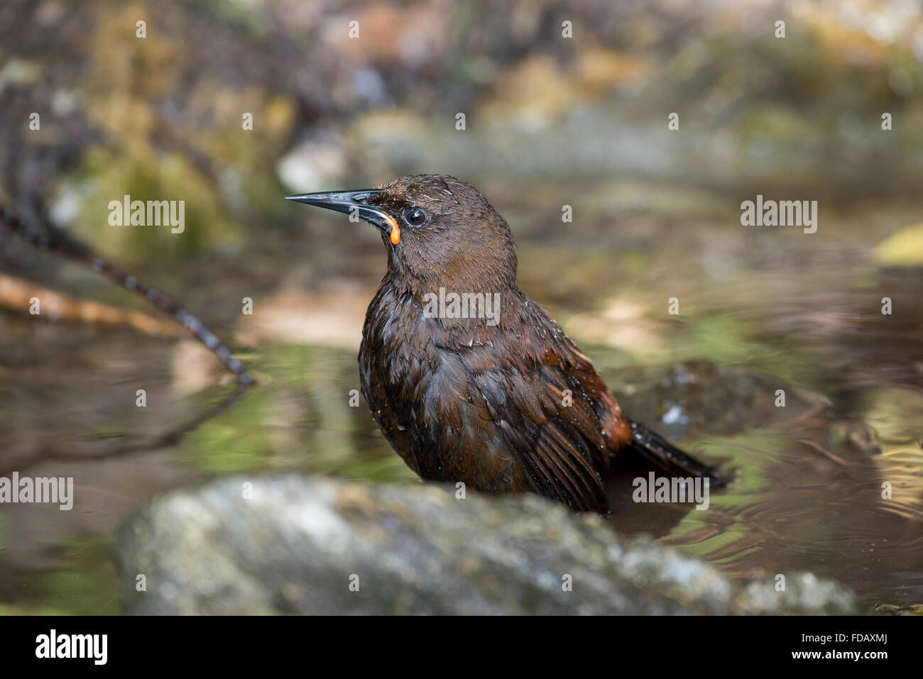 La NOUVELLE ZELANDE, Marlborough Sounds, Motuara Island aka Motu Ara. Sans prédateurs des oiseaux de l'île. L'île du Sud femelle saddleback. Banque D'Images