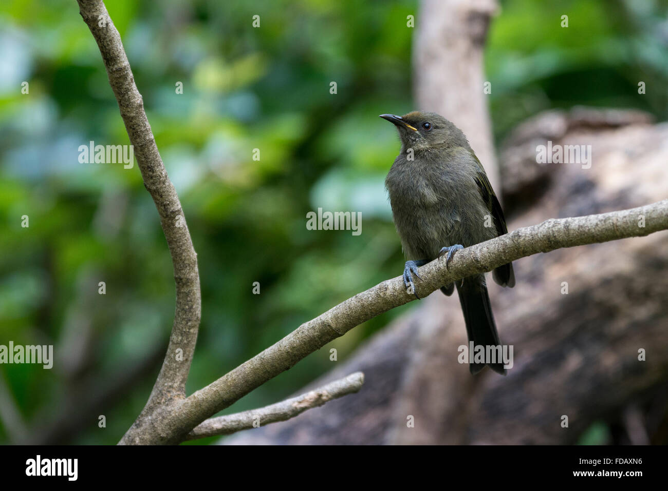 La NOUVELLE ZELANDE, Marlborough Sounds, Queen Charlotte Sound, Motuara Island. Sans prédateurs des oiseaux de l'île. Méliphage Carillonneur. Banque D'Images