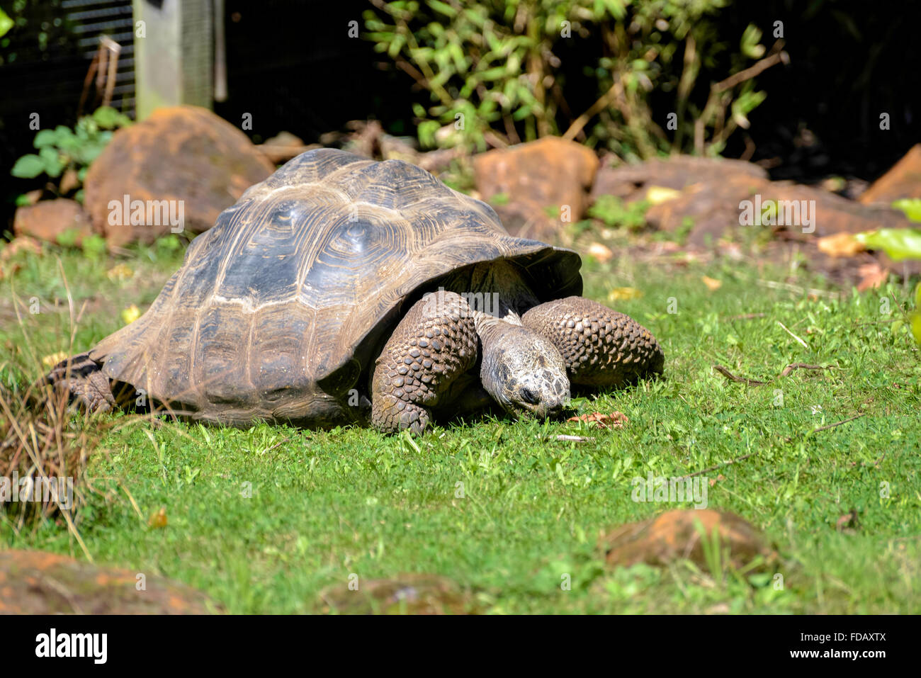 Tortue géante des Galapagos (Chelonoidis nigra) Banque D'Images Tortue géante des Galapagos (Chelonoidis nigra) Banque D'Images