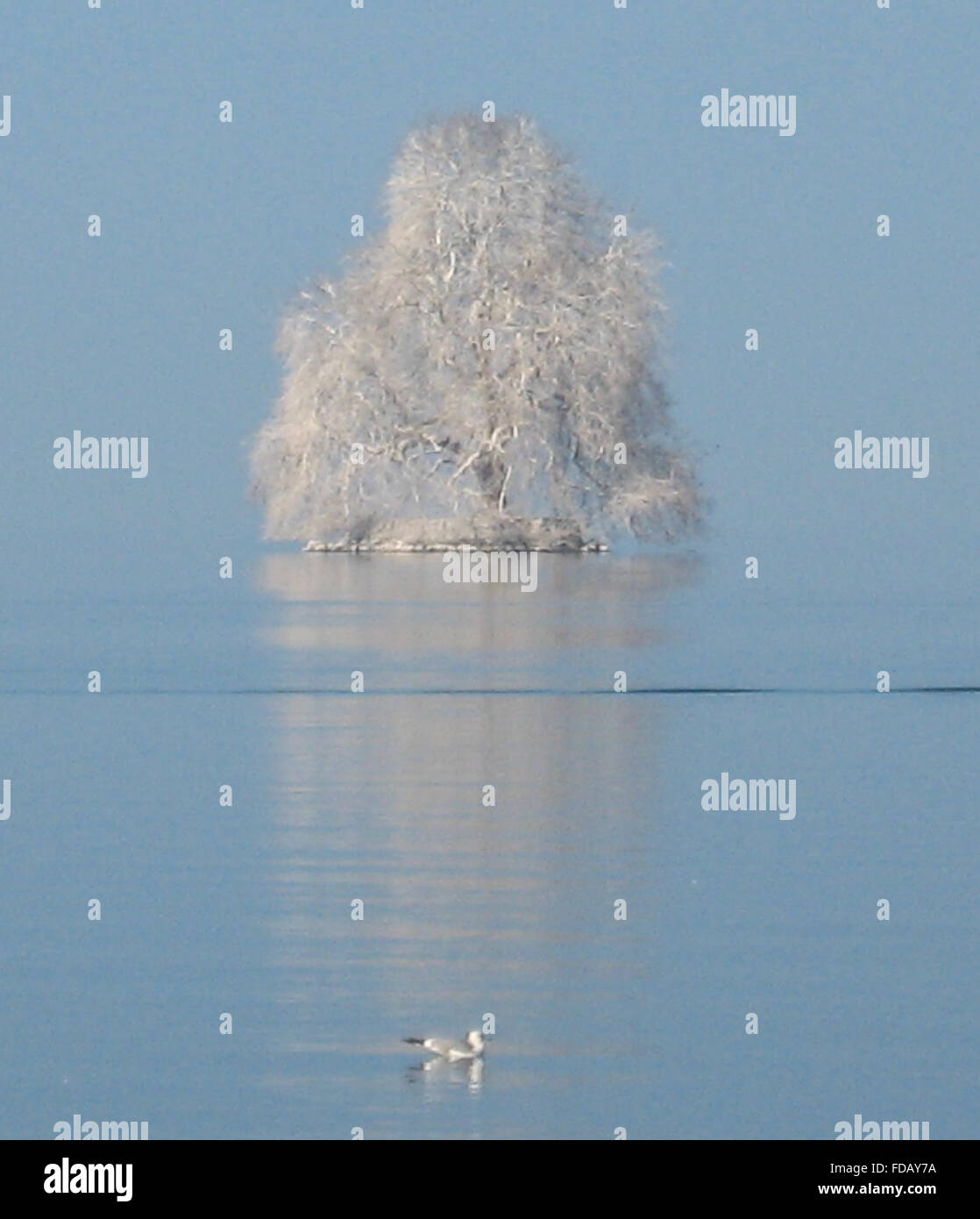 Frost ornant un arbre sur une petite île reflétée au milieu du lac de Genève avec une mouette passé flottant Banque D'Images