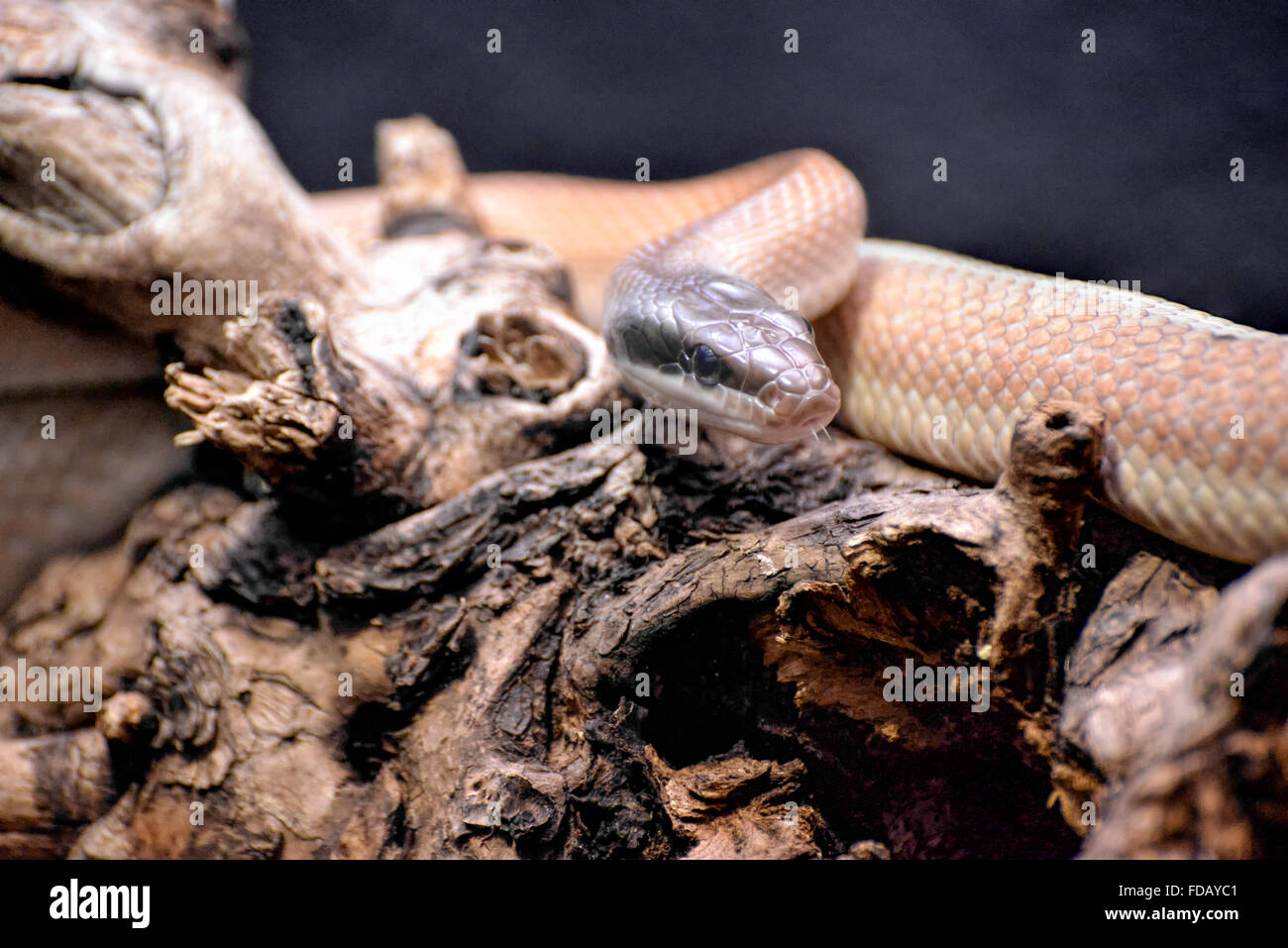 (Elaphe taeniura Cave Racer ridleyi) Banque D'Images