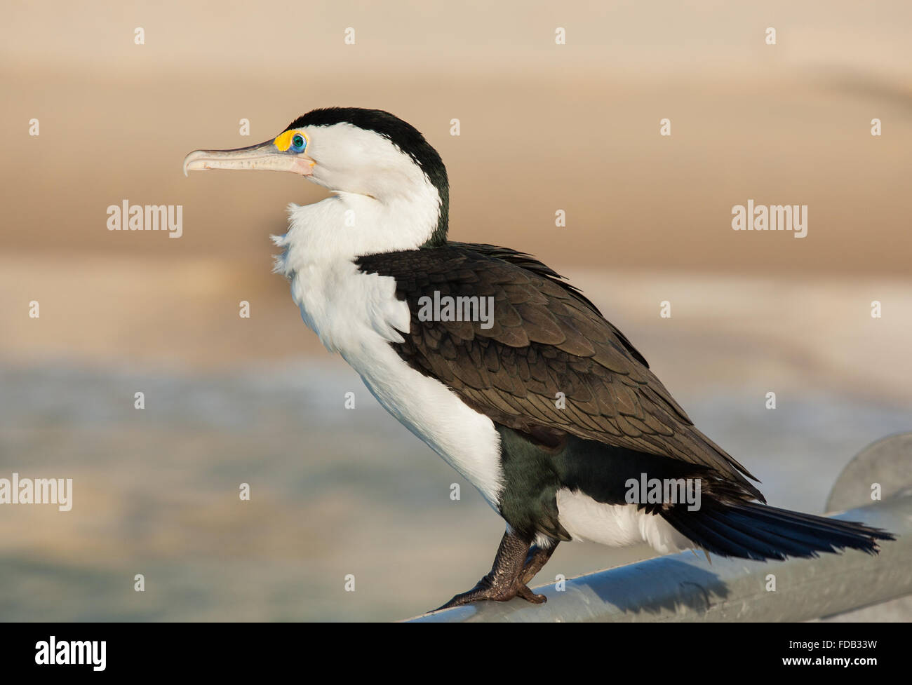 Le Heron Est Un Grand Oiseau Noir Et Blanc Avec Un Long Bec Crochu Gris Et Noir Les Jambes Et Les Pieds Il A Un œil Orange Photo Stock Alamy