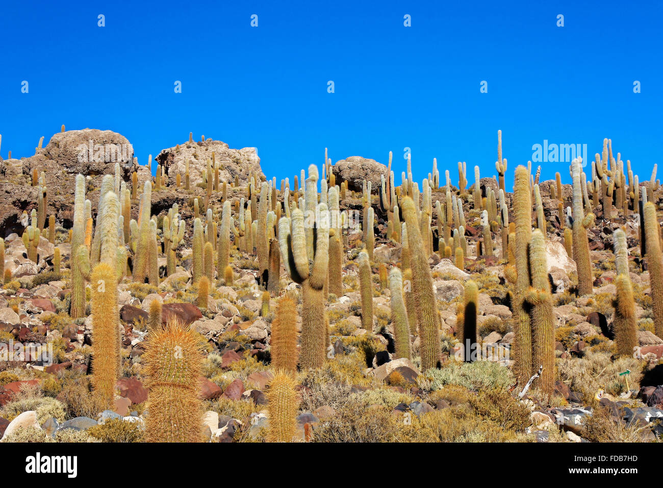 L'île ou l'île de Incahuasi Cactus est remplie avec des centaines de cactus Banque D'Images