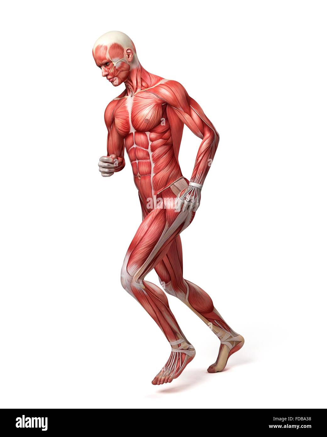 Système musculaire d'un homme le jogging, illustration. Banque D'Images