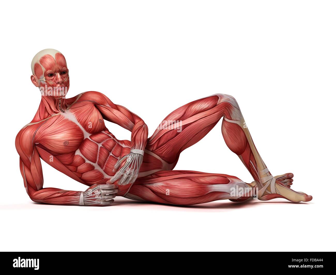 Système musculaire d'un homme couché, illustration. Banque D'Images