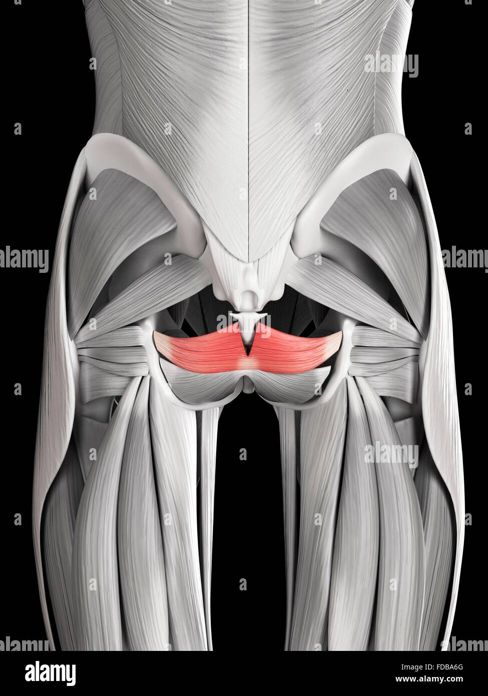 Le muscle humain (coccygeus), illustration. Banque D'Images