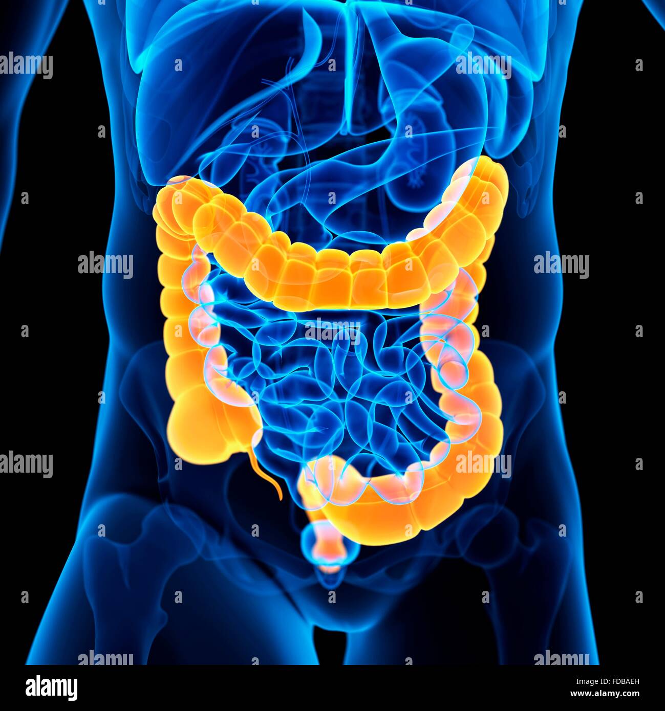 Anatomie du colon Banque de photographies et d’images à haute ...