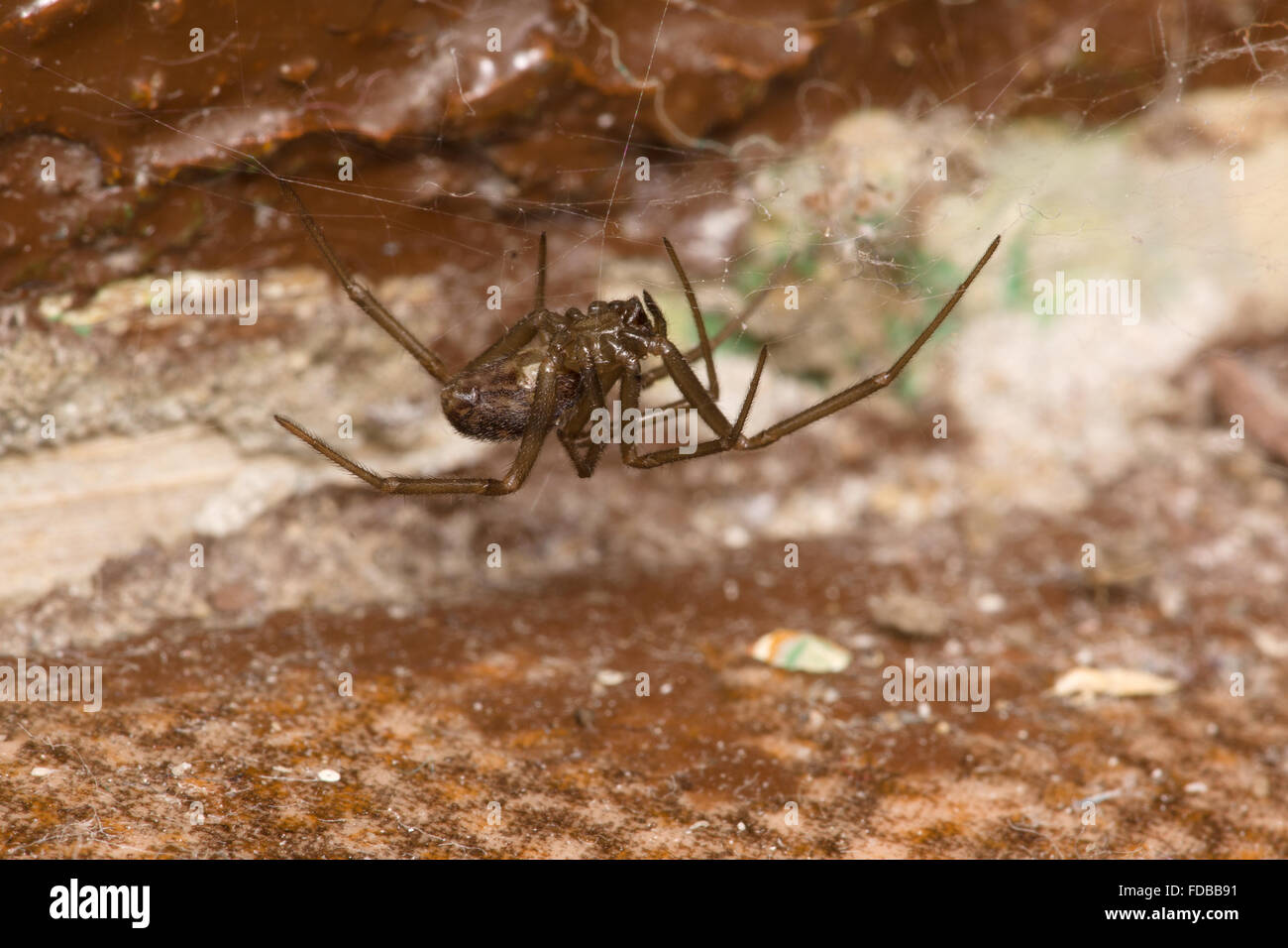 L'araignée reste à la maison sur le web dans un angle Banque D'Images