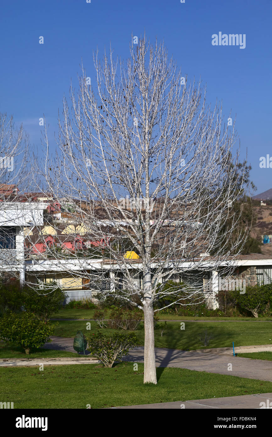 LA SERENA, CHILI - Juillet 3, 2015 : à écorce blanche arbre sans feuilles en hiver se tenant sur le campus de l'Université de La Serena Banque D'Images