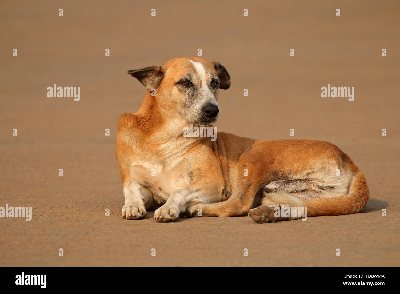 Sans-abri, rue stray dog fixant dans une rue de Delhi, Inde Banque D'Images