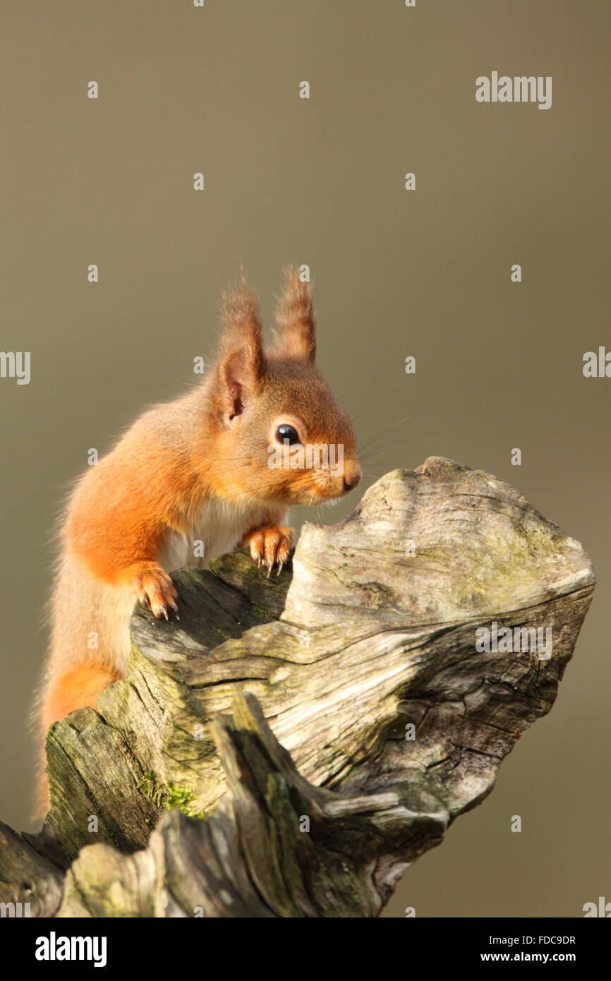 L'Écureuil roux (Sciurus vulgaris) Le Parc National de Cairngorms Ecosse Banque D'Images