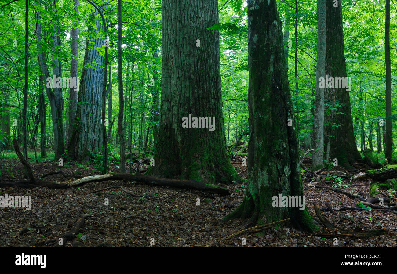 Peuplement feuillu de la forêt de Bialowieza en été avec des arbres en premier plan en partie diminué et enveloppée de mousse,fores Bialowieza Banque D'Images