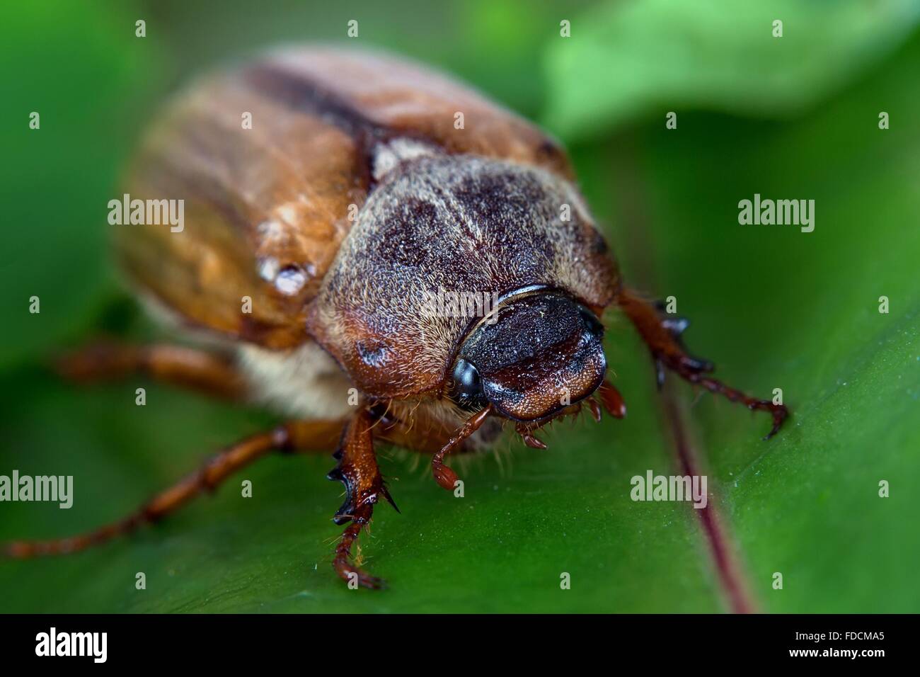 Beetle sur une feuille verte Banque D'Images