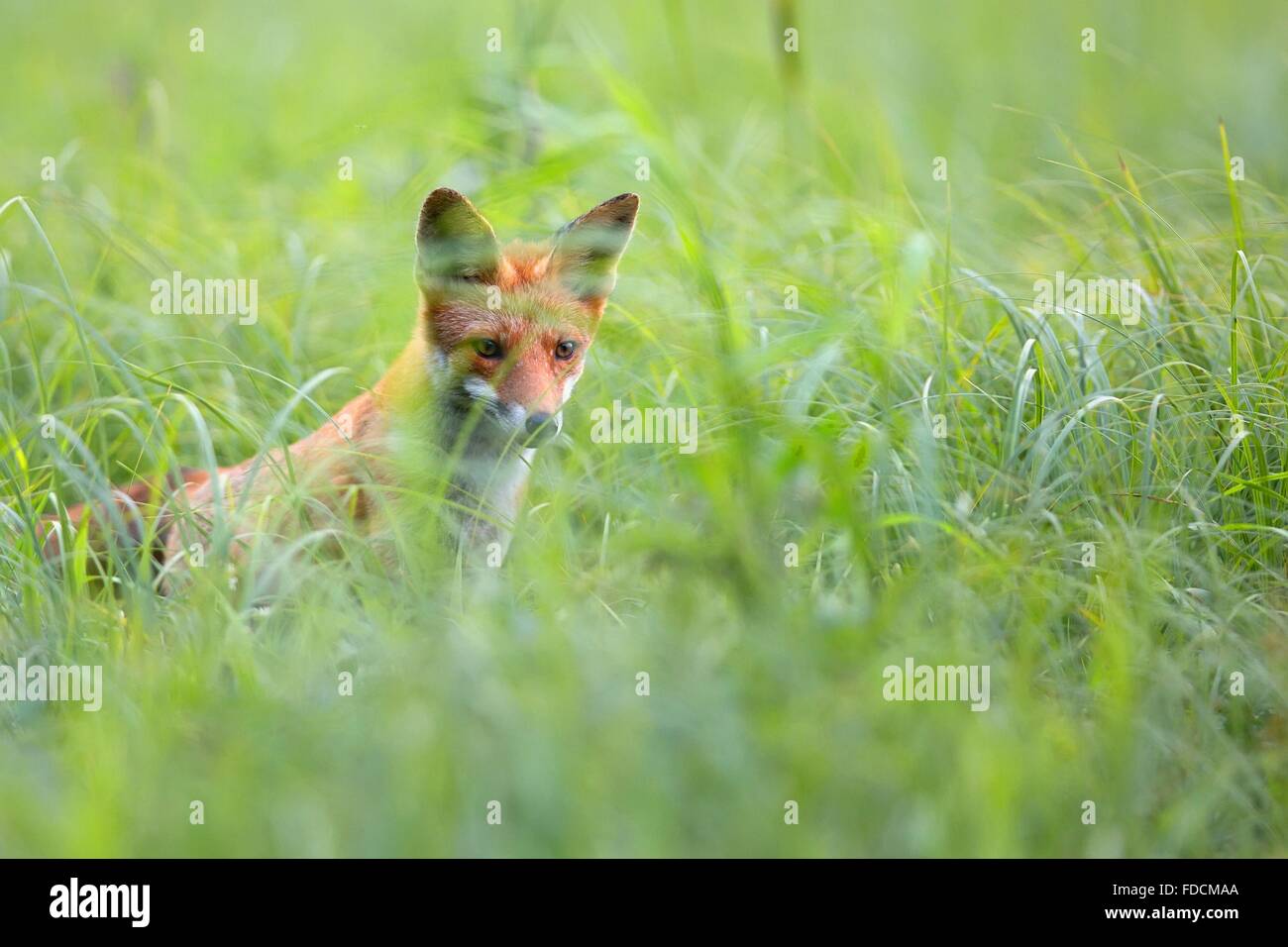 Fox caché dans l'herbe à l'état sauvage Banque D'Images