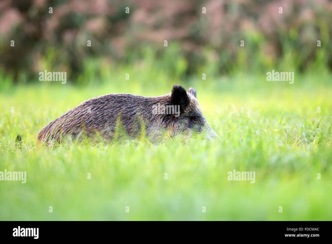 Le sanglier caché dans l'herbe à l'état sauvage Banque D'Images Le sanglier caché dans l'herbe à l'état sauvage Banque D'Images
