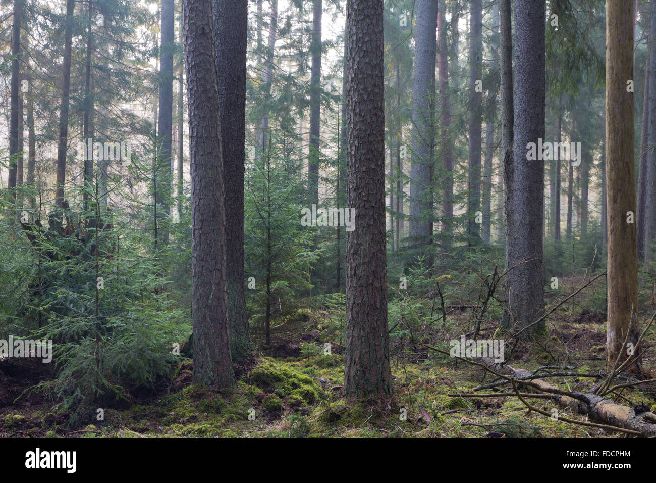 Peuplement résineux de la forêt de Bialowieza dans la brume du matin avec le pin et epicea de Bialowieza,Pologne,Europe Banque D'Images