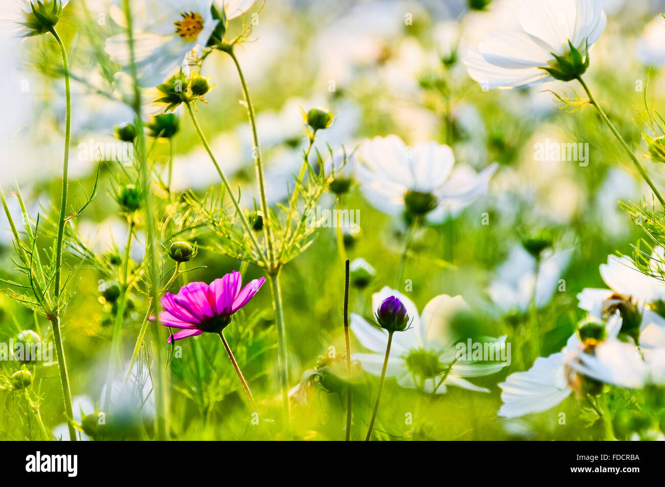 Fleur Rouge Se Faire Remarquer Dans Un Champ De Fleurs