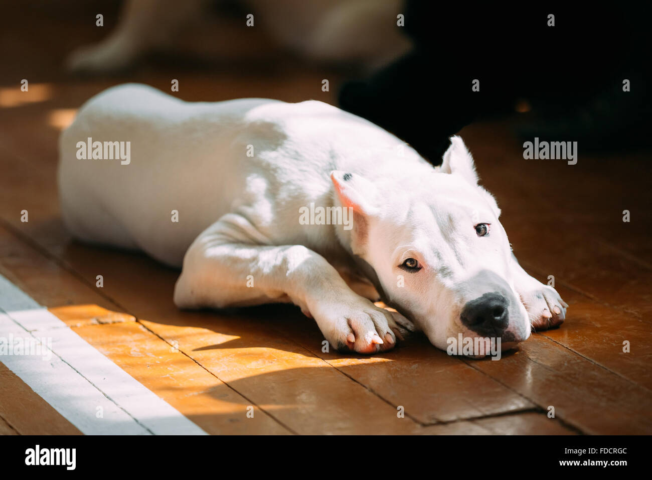 Le Dogo Argentino également connu sous le nom de Dogue Argentin est un grand chien blanc, musculaire qui a été développé principalement en Argentine Banque D'Images