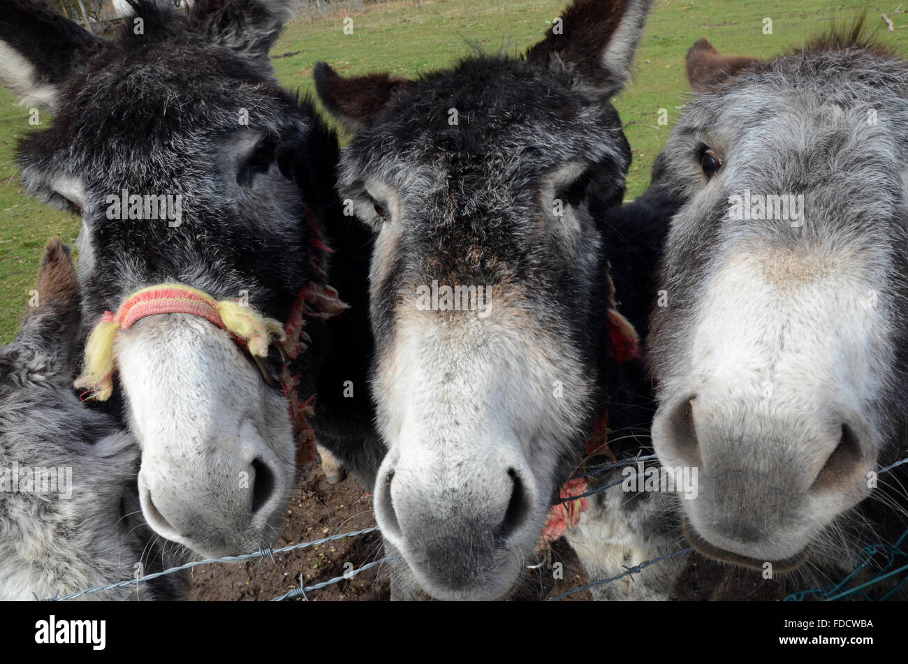 Rollamienta, Espagne. Jan 30, 2016. Trois ânes regarder à curiosly Rollamienta en appareil photo, en Espagne, où le recensement de ces animaux a augmenté en raison de l'examen comme une race en voie d'extinction. Credit : Jorge Sanz Garcia/Pacific Press/Alamy Live News Banque D'Images