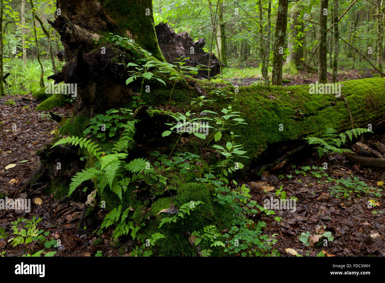 Peuplement feuillu de la forêt de Bialowieza en printemps avec diminué en partie cassée chêne mort en premier plan, la forêt de Bialowieza, Pologne Banque D'Images