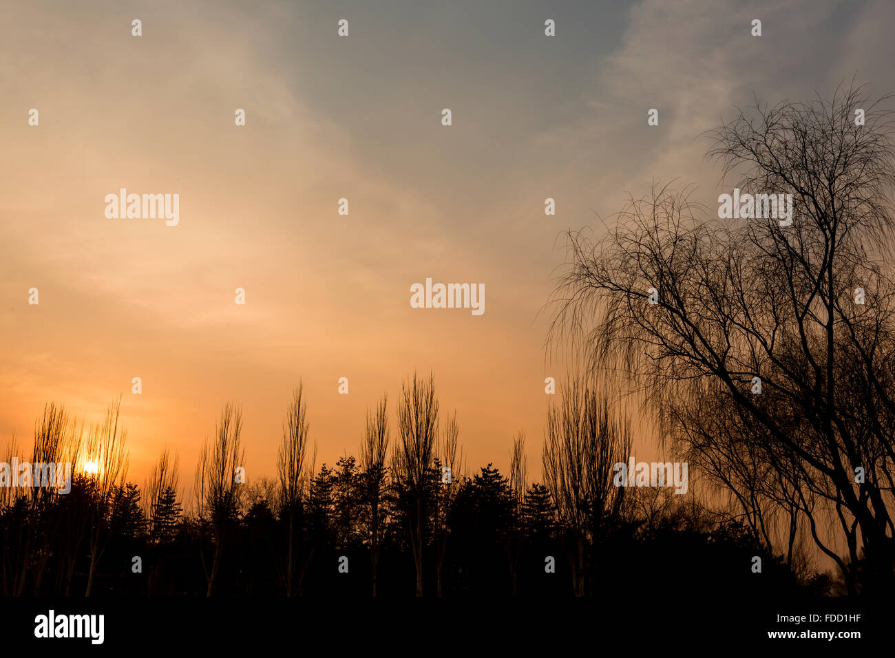 Coucher du soleil dans une forêt à Datong, Chine Banque D'Images