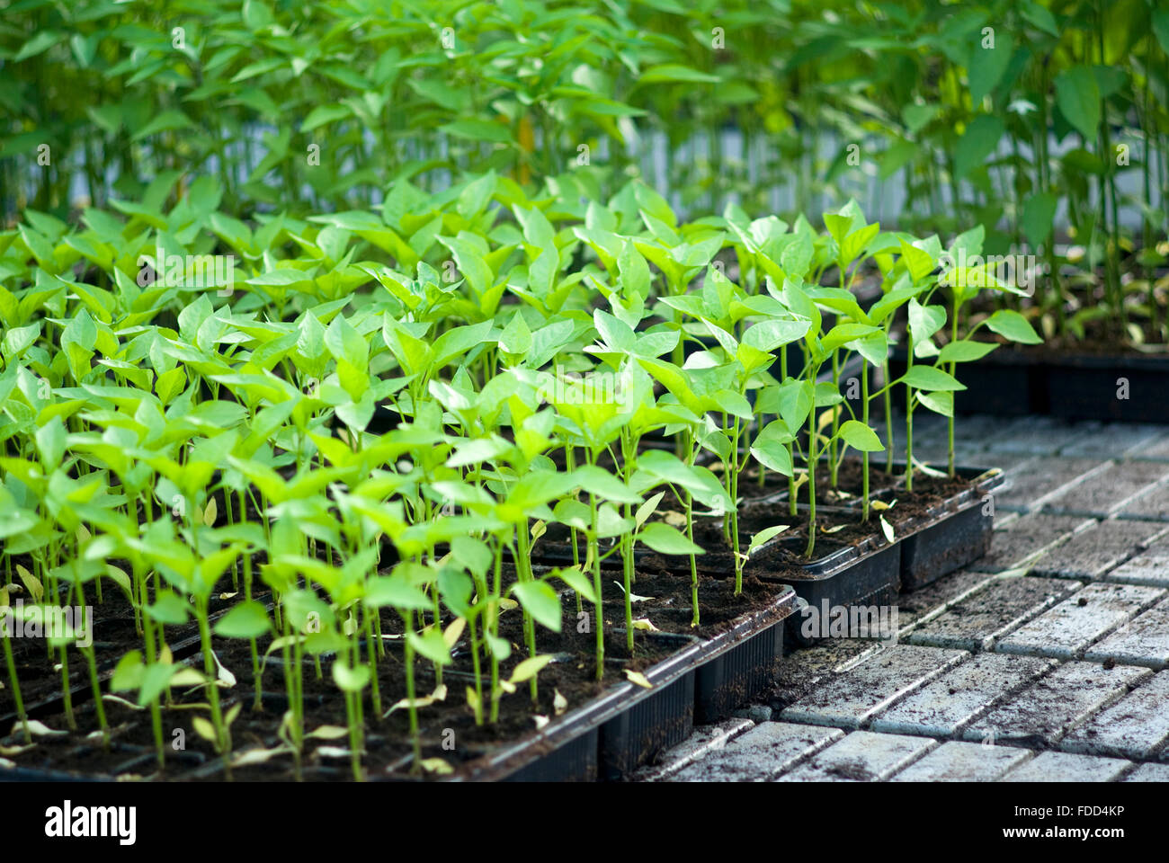 Plants de légumes biologiques Banque D'Images