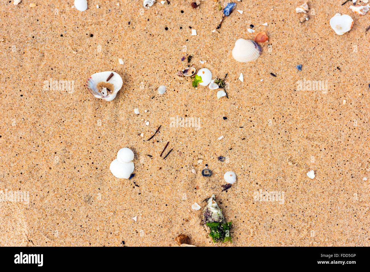 Sea Shell sur le fond de sable de plage. Banque D'Images
