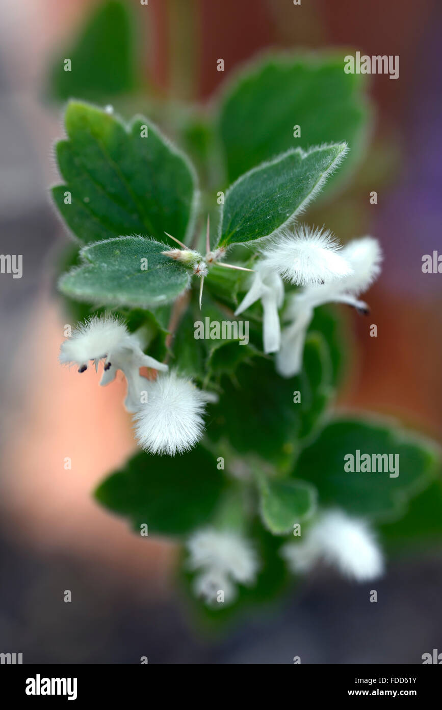 Ballota frutescens Ballote arbustives fleurs blanches Acanthoprasium frutescens arbustes arbustes floraux RM Banque D'Images