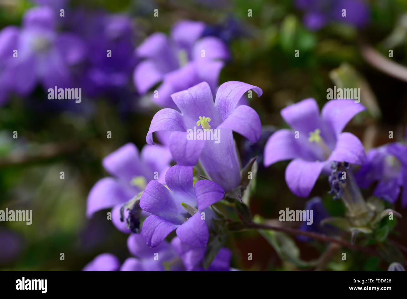 Campanula lyrata fleur fleurs bleu de plantes alpines floraison forme campanulas en forme de cloche campanule dwarf Floral RM Banque D'Images