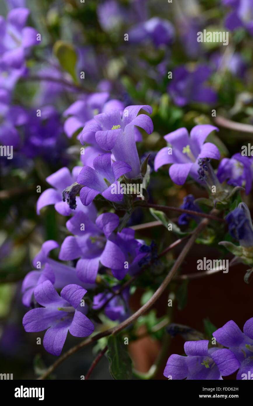 Campanula lyrata fleur fleurs bleu de plantes alpines floraison forme campanulas en forme de cloche campanule dwarf Floral RM Banque D'Images